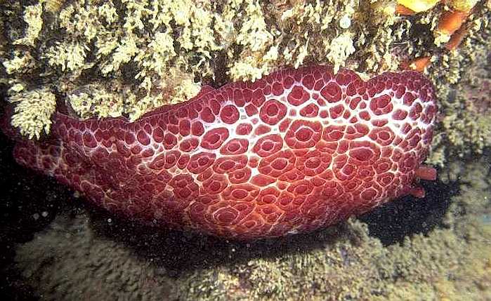 Pleurobranchus sp